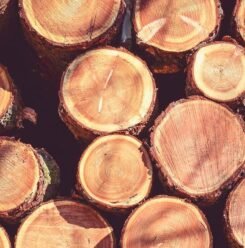 stacked tree logs